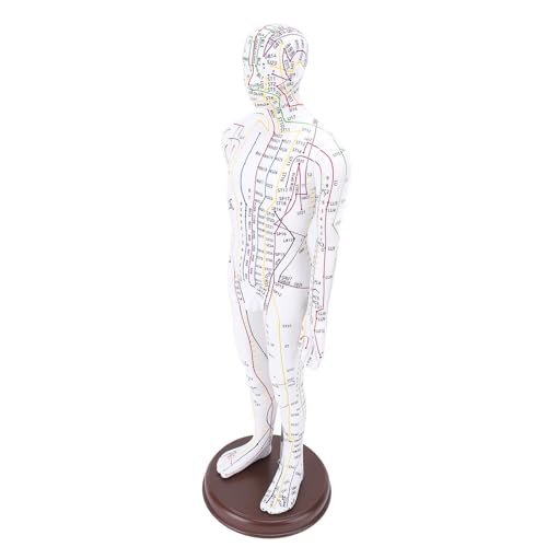 Yosoo Acupuncture Model Human Body Model with Base for Student Teaching Demonstration 52cm Human Body Acupuncture Model (Male)