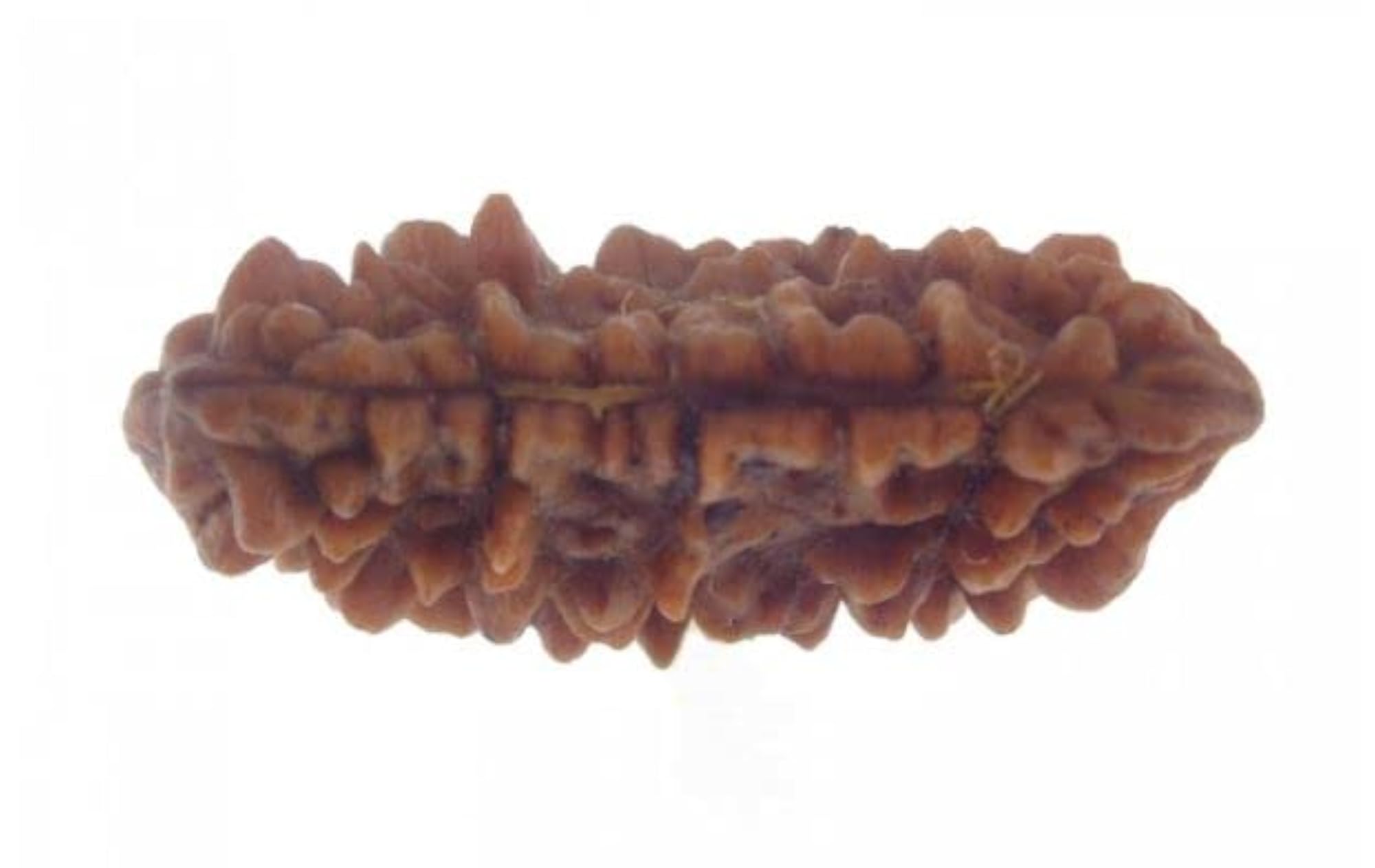 One Face Half Moon Shape Rudraksha, Certified