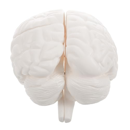 Système nerveux en PVC FUOYLOO pour simplifier l'apprentissage de l'anatomie cérébrale complexe