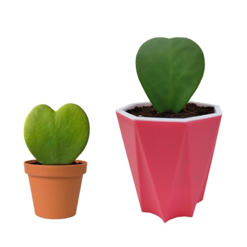 See full amazon price history chart for Phulwa Combo of 2 Hoya Heart Plants With Pink Diamond Pot & basic Nursary Pot Phulwa Combo of 2 Hoya Heart Plants With Pink Diamond Pot & basic Nursary Pot (B0CJ2KF94S) Amazon Price History, Amazon Price Tracker