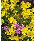 NEW!! 30+ FRAGRANT YELLOW PHLOX FLOWER SEEDS / SHADE PERENNIAL