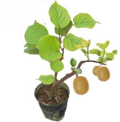 Kiwi Fruit Dwarf Female (Grafted) - Fruit Plant (B0CX9PDDQY) Amazon Price History, Amazon Price Tracker