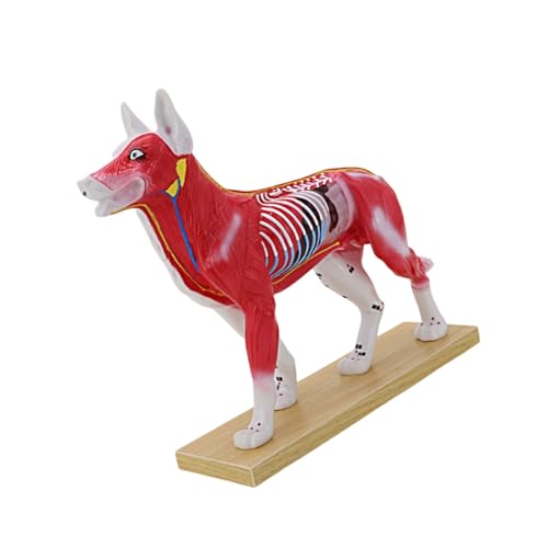 Modelo profesional de acupuntura veterinaria con modelo Meridian P Animal Anatomy Needling