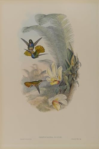 Chrysuronia Eliciae affiche oiseau 60x90cm pour décoration bureau