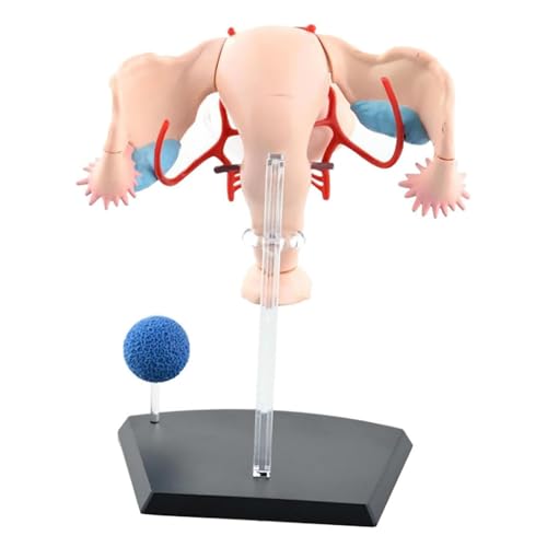 4D Female Reproductive System Anatomical Model, Human Uterus Ovary Model, 19 Detachable Components and A Display Stand, Supports Manual Assembly of Each Component, for Teaching Medical - Thumbnail 3