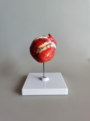 Medical Science Dog Heart Model Animal Heart Anatomical Model Canine Heart Model