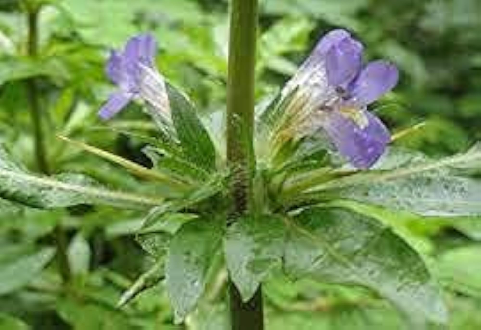 Neermulli Hygrophila Auriculata Marsh Barbel Kokilaksha Seed - 150g