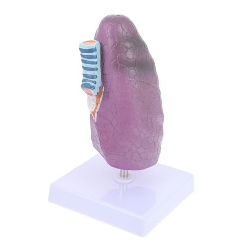 Modèle pulmonaire pathologique réaliste BESTYASH de haute fidélité