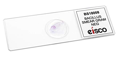 Image of 25pk Bacillus Smear, Gram Negative Stain - Prepared Microscope Slides - 75 x 25mm - Classroom Pack, 25 Slides in Storage Case - Biology & Microscopy - Eisco Labs
