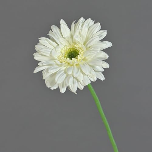 artplants.de Gerbera en Tissu Helli, crème, 65cm, Ø12cm - Fausse Fleur/Gerbera Artificiel