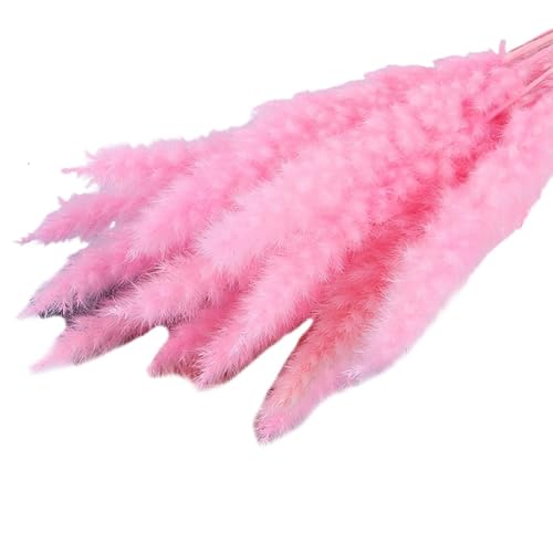 Pampas Grass Large 15Pcs Flores Secas para Decoración miniatura 7