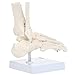 Axis Scientific Life-Size Human Skeletal Foot Model with Ankle - Foot Bones & Joints Articulated with Wire - Includes a Sturdy Base for Display