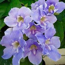 See full amazon price history chart for Thunbergia grandiflora The Bengal clock vine healthy plant by greEen earth™ Thunbergia grandiflora The Bengal clock vine healthy plant by greEen earth™ (B0CVFYXXBY) Amazon Price History, Amazon Price Tracker
