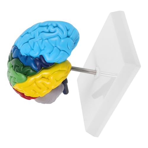 Modelo de cerebro humano anatómico 1:1 para enseñanza y estudio de PVC