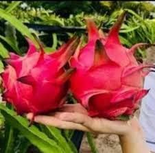 Image of Hybrid Red Dragon fruit live Plant (Pack of 1) Red Skin Plant for Home Garden