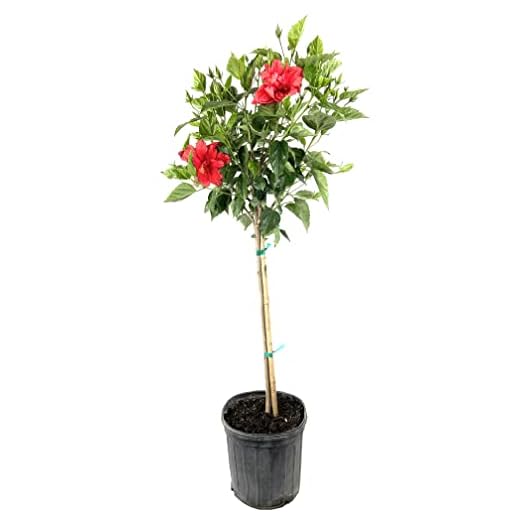 Live Hibiscus Red Tree in Pot