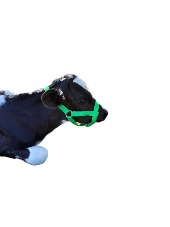 Miniatura 3 de Cattle Halter Newborn Calf Yearling Cow Bull (Calf, Lime Green)