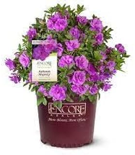 Encore Azalea® Autumn Majesty™ Rhododendron 'Roblezd' PPAF (3 Gallon)