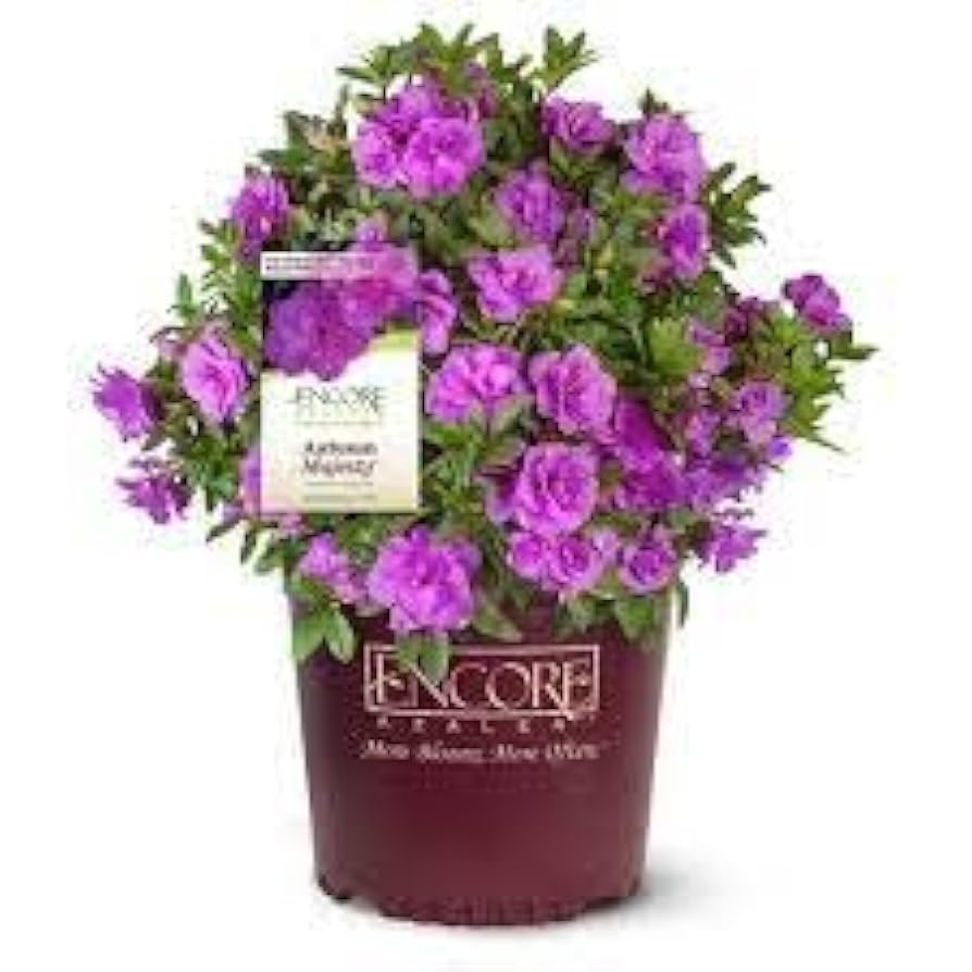 Amazon.com : Encore Azalea® Autumn Majesty™ Rhododendron