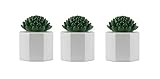 TIKI 3-Pack Table Torch Glass Succulent White - Outdoor Table Top Lighting for Patio Lawn Backyard, 5.5 in, 1120165