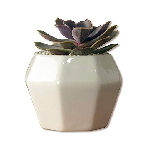 Alqn Maceta de cerámica blanca Personalidad Pila pequeña Cerámica carnosa Maceta Planta...
