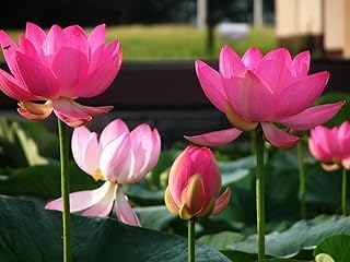 Image of Very Beautiful All Season Pink Water Lotus(Pack Of-1) /Water Kamal /Water Lily Plant (TUBER) Original Hybrid Veriety Blloming With In 30 Days For Outdoor & Indoor Live Plant.