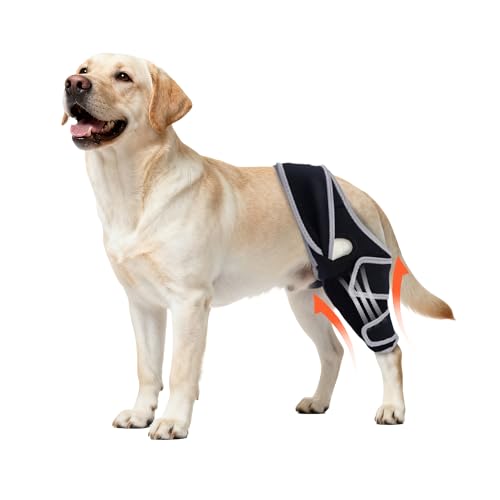 Yinchogee Dog Knee Brace for Torn ACL Hind Leg, Four-Leg Universal Rear Leg Braces for Dogs with Arthritis, ACL Injuries, Adjustable Breathable Reflective Support for Senior Dogs, L