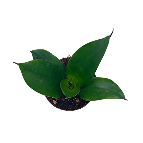 Black Dragon Snakeplant, All Green Snake Plant, Sansevieria Trifasciata, Well Rooted Healthy Beautiful Starter Succulent #TOP4