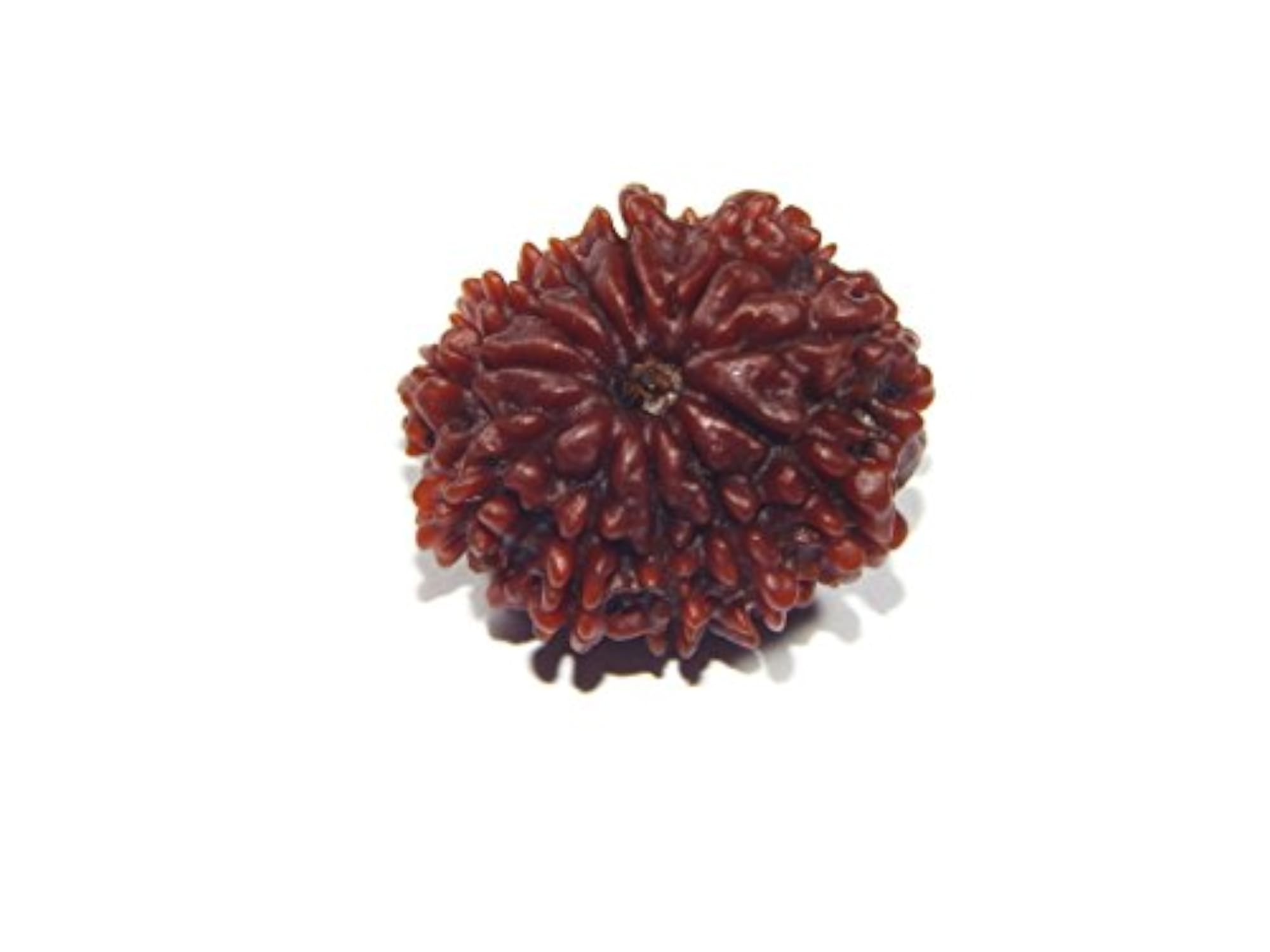 Original Eleven Mukhi Rudraksh, 16.9ct