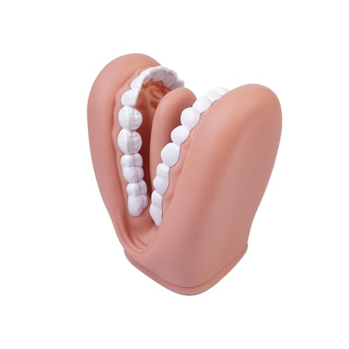 Tiardey Zahnmodell, Zahnputzlehrmodell, vergrößertes Mundmodell für Vorlesungen und Lehren, pädagogisches Zahnmodell, handgetragenes, weiches Modell für den Schülerunterricht