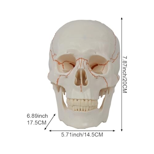 Matériel d'anatomie médicale et décor cimetière extérieur