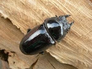 極太オオクワガタ即ブリトリオ（オス1メス2）No8