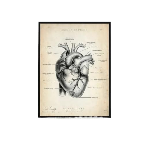 Póster de órganos humanos: decoración duradera autoadhesiva e impermeable de 15x20cm