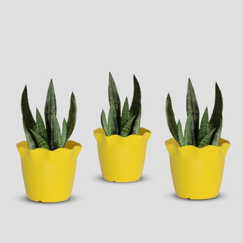 Image of YUCCABE ITALIA SHERA 8 Inch Plastic Flower Pot 3 Piece Set of Unbreakable Round Shape Planter for Home Garden Seedling, Indoor and Outdoor (Yellow)