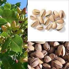 See full amazon price history chart for The Royal Crafty Pista Badam Plant/Pistachio Nut Plant/Grafted Healthy Pistachio Nut Live Plant For Home Garden, (Pack Of 1) The Royal Crafty Pista Badam Plant/Pistachio Nut Plant/Grafted Healthy Pistachio Nut Live Plant For Home Garden, (Pack Of 1) (B0CV9G1ZW5) Amazon Price History, Amazon Price Tracker