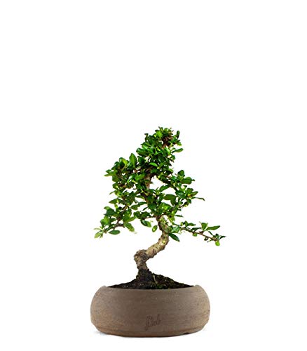 Carmona Bonsai - Pianta del Tè del Fukien - Pianta Vera per Interni ed Esterni - Altezza 35 cm - Vaso artigianale di Terracotta, Marrone