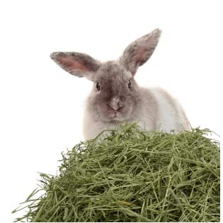 Taiyo Pluss Discovery® Alfalfa Hay Grass for Rabbit, Guinea Pigs & Hamsters 250 GM(Alfalfa HAY Grass)