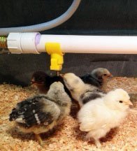 Saddle Styleoasis Poultry Water Nipples, 10 Pack, Sanitary Water For Up To 30 Chickens, Turkeys, Geese Or Ducks #TOP2