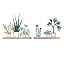 Color 2-Tropical Plants