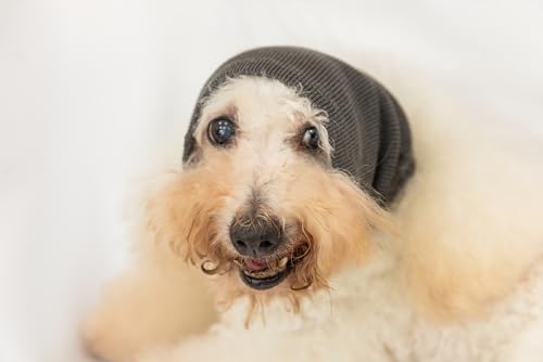 Image of Soothing Dog Ear Wrap,Keep Calm Comfort Anti Anxiety Relief - Dog Ear Cover for Surgery Recovery Grey M