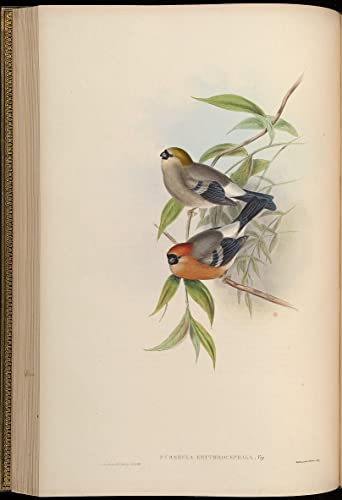 Lienzo de John Gould de belleza natural para llenar de calidez y arte las paredes de casa