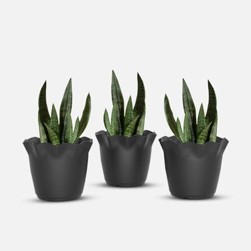 Image of YUCCABE ITALIA SHERA Flower Plastic Flower Pot Unbreakable Round Shape Planter with Drainage Holes Planter Suitable for Home Garden Seedling Indoor and Outdoor (Grey, 8 INCH - 3 Pcs)