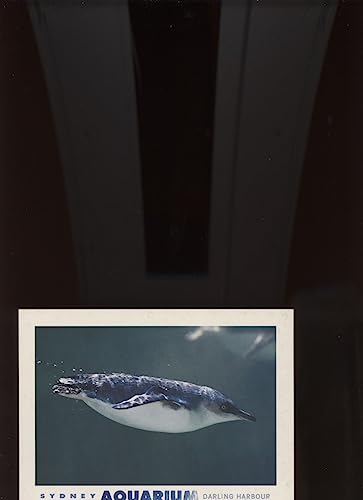 Sydney Aquarium Little Penguin Postcard Australia