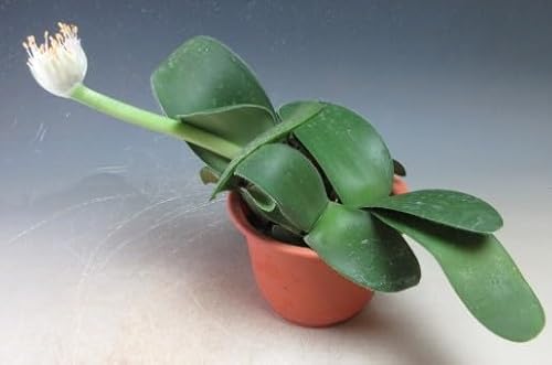 花芽付き!白花マユハケオモト/ハエマンサス (4359)【現品】2025秋開花始まってきました