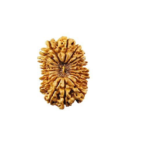 The Gallery Of Gemstones Natural 20 Mukhi Rudraksha Certified by Lab