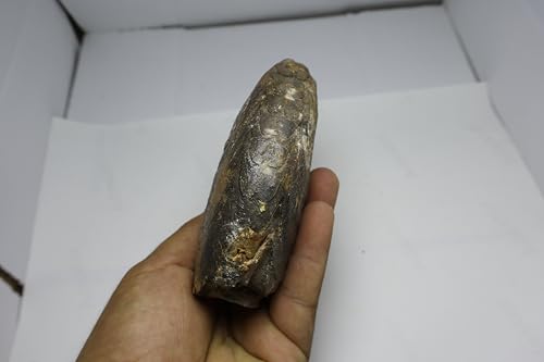Image of Ammonite Fossil Fossils Fossils from Morocco Fossil Rock Ammonites Fossil A300