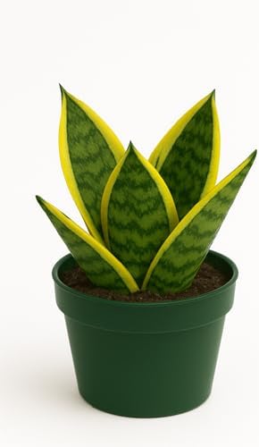 Sansevieria trifasciata ‘Superba’...