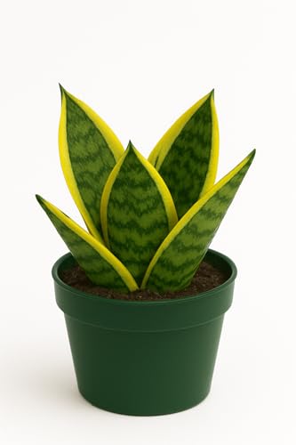 Sansevieria trifasciata Superba Live Plant in 4 Pot Dwarf Snake Plant with Golden Variegated Leaves Mother in Law Tongue Sansevieria Plant for Home Decor or Gifts