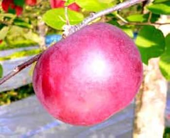 Amazon.co.jp: 北海道増毛産 旭（あさひ）りんご 5kg（18玉