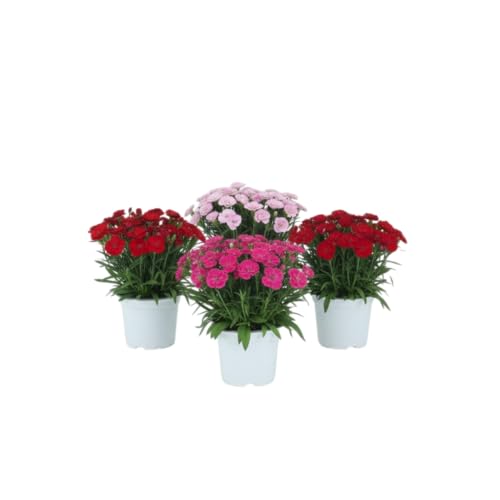 Set Esencia Floral – Cuatro Claveles Naturales en Maceta | Lote de 4 Claveles Naturales DECOALIVE para Interior y Exterior